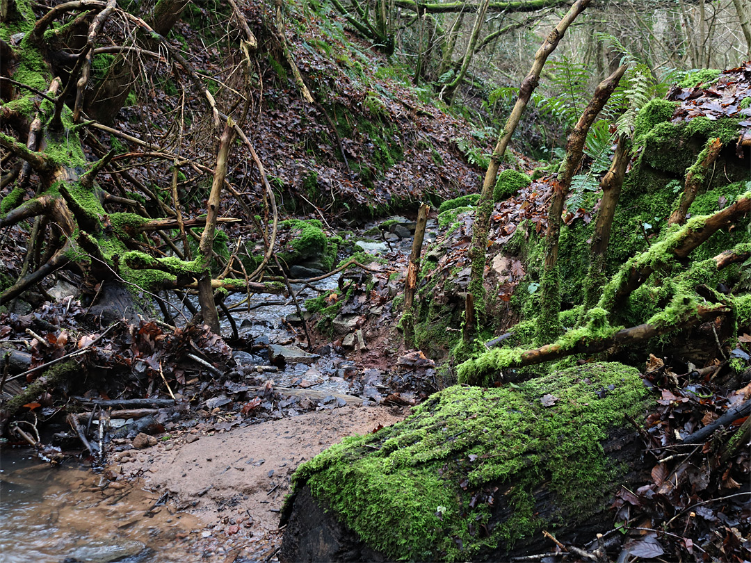 Mossy logs