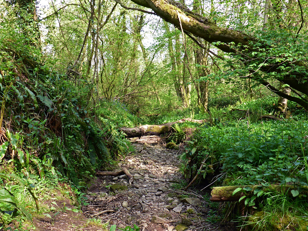 Dry streambed