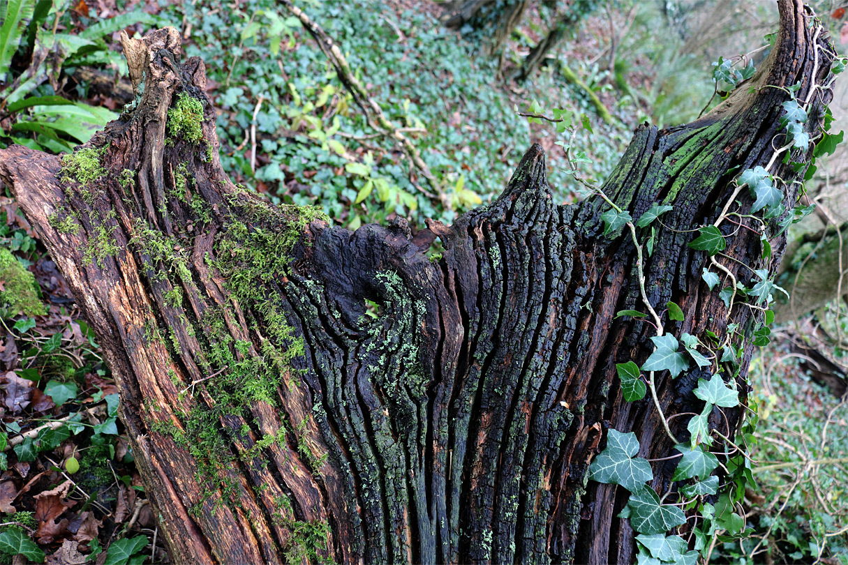 Ancient tree