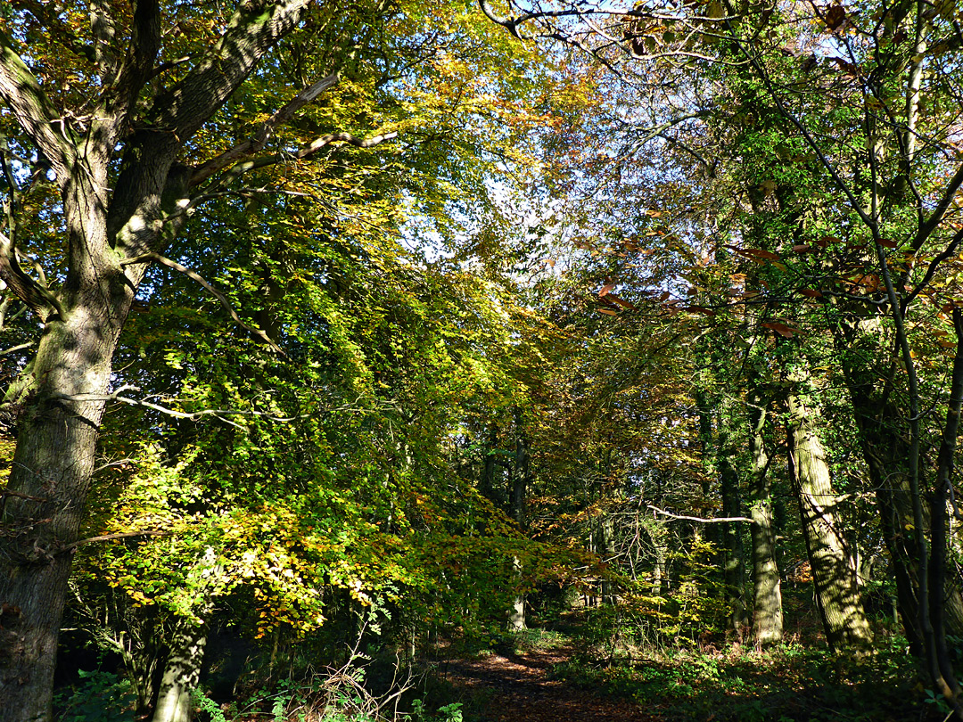 Ridgeline trees