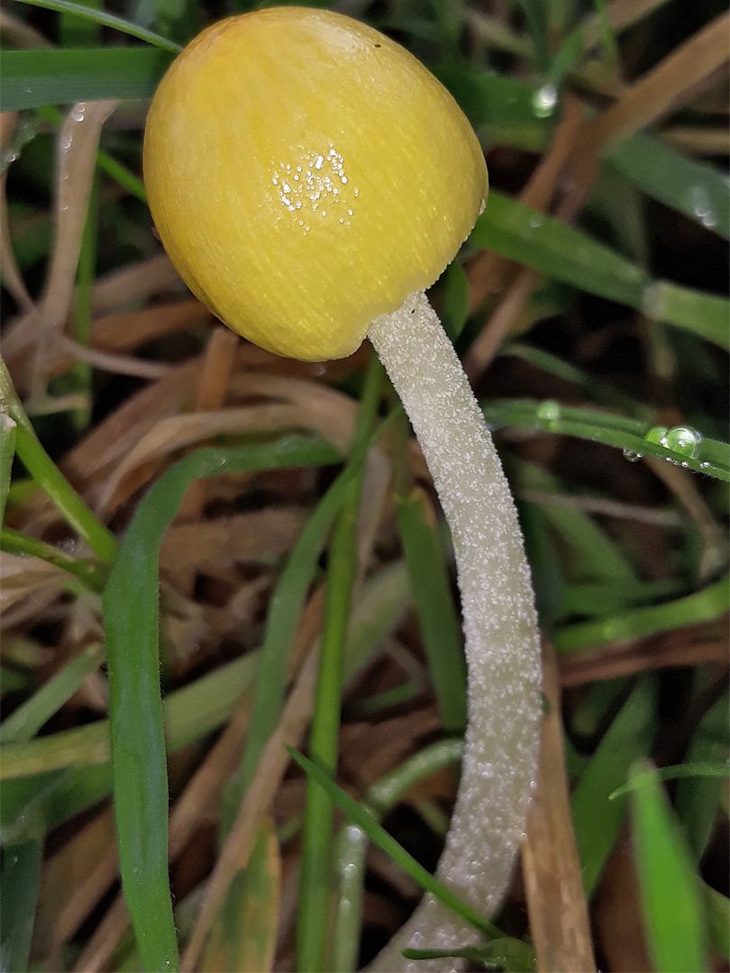 Yellow fieldcap