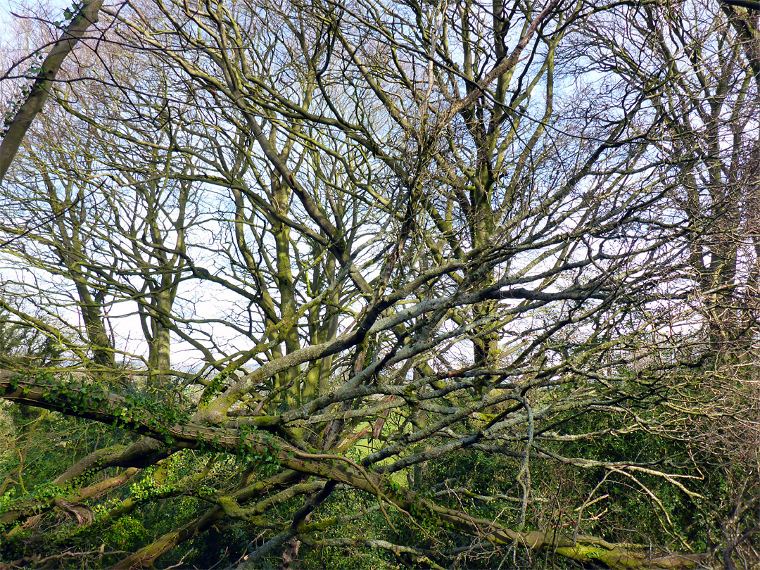 Many branches