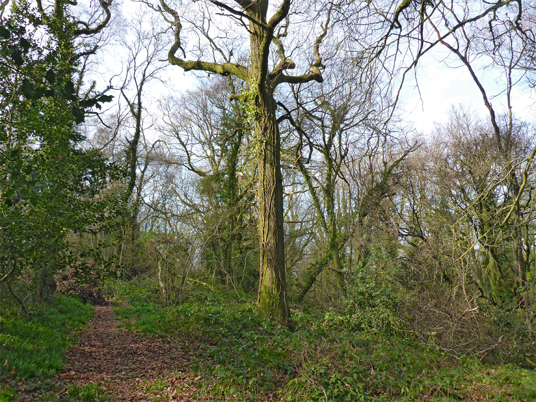 Path and trees