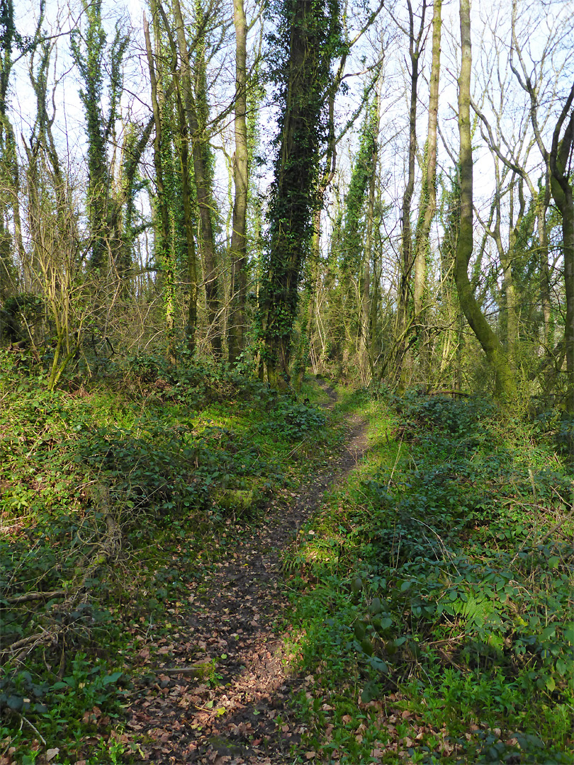 Path through the trees