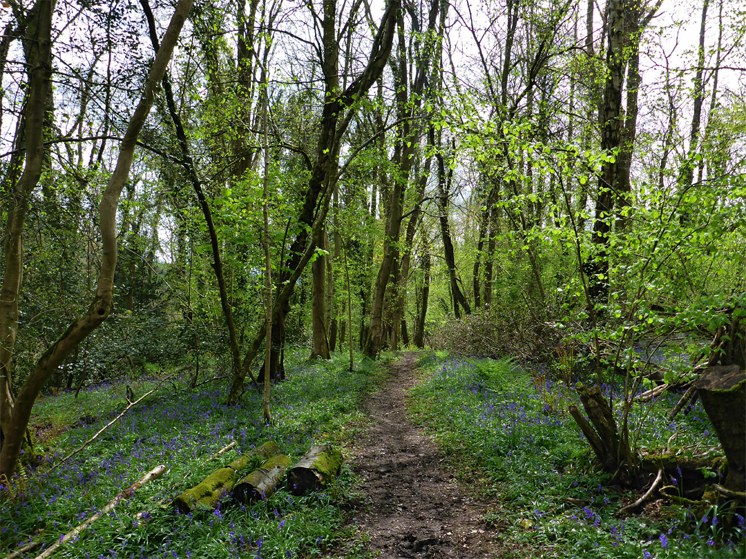 Bluebells