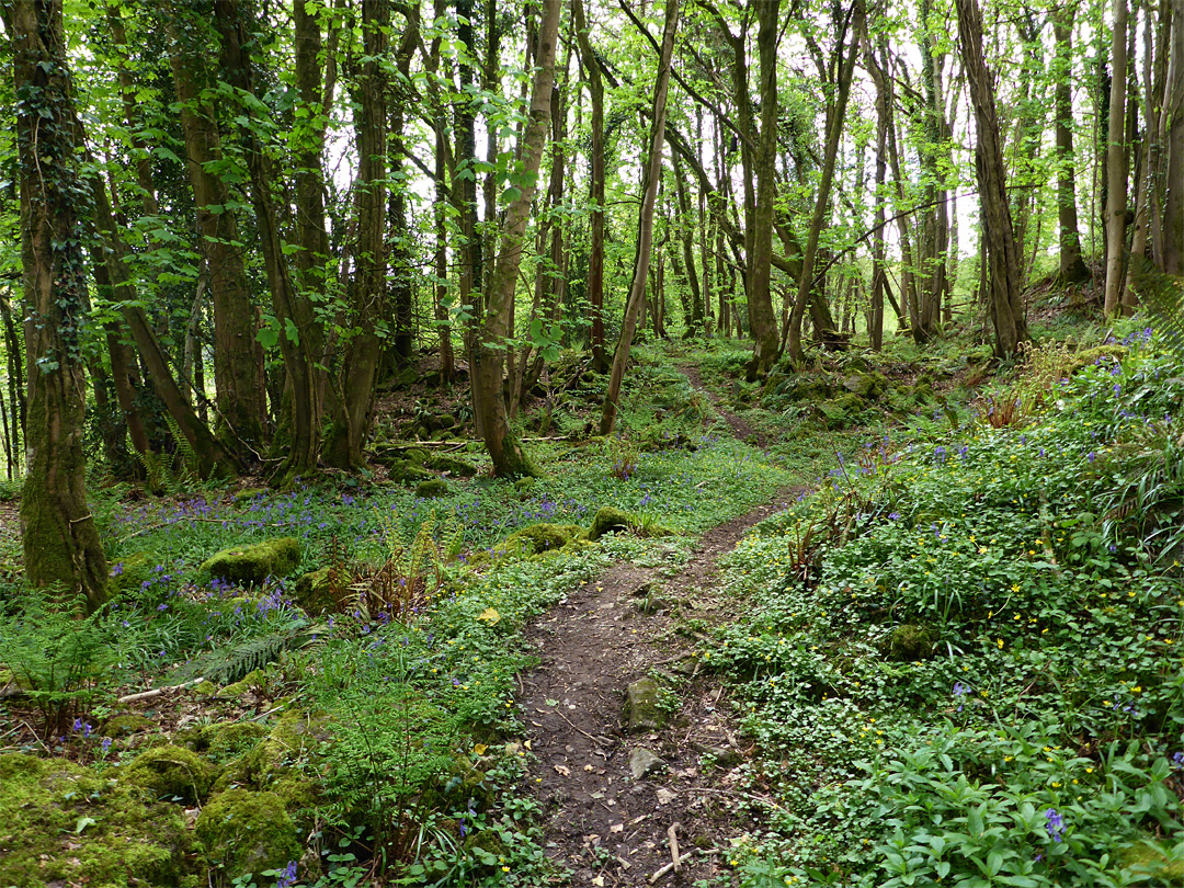 Mossy boulders