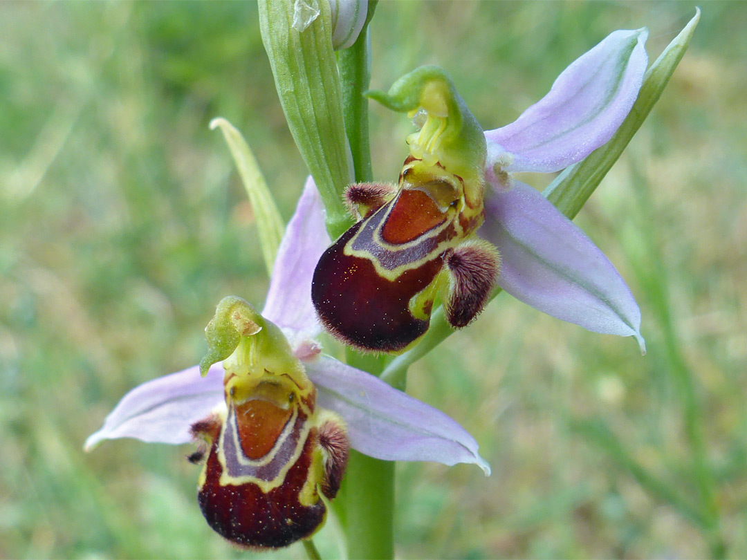 Bee orchid