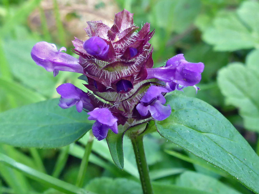 Flowers and leaves