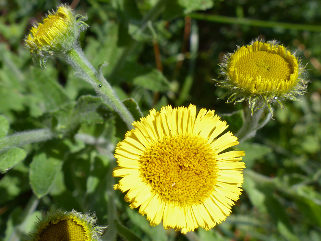 Common fleabane