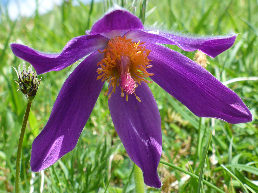 Pendant, purple flower
