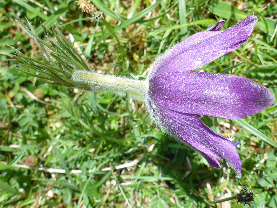 Hairy stem