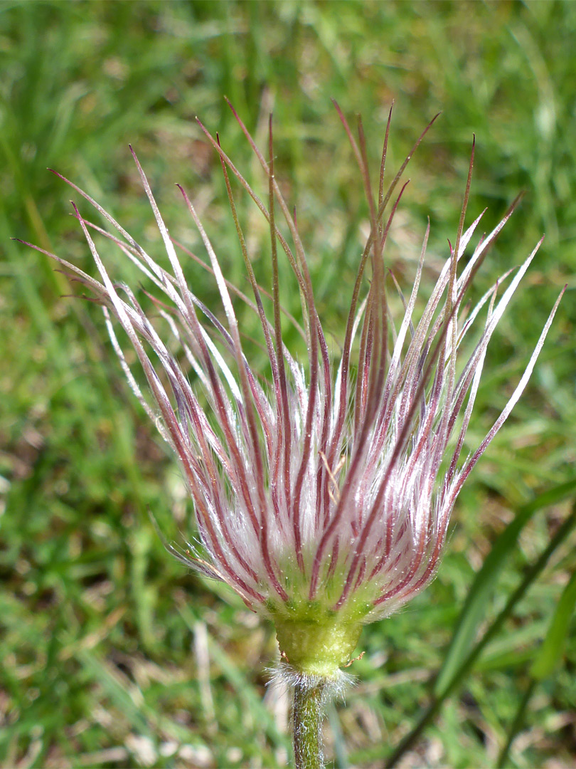 Feathery seeds