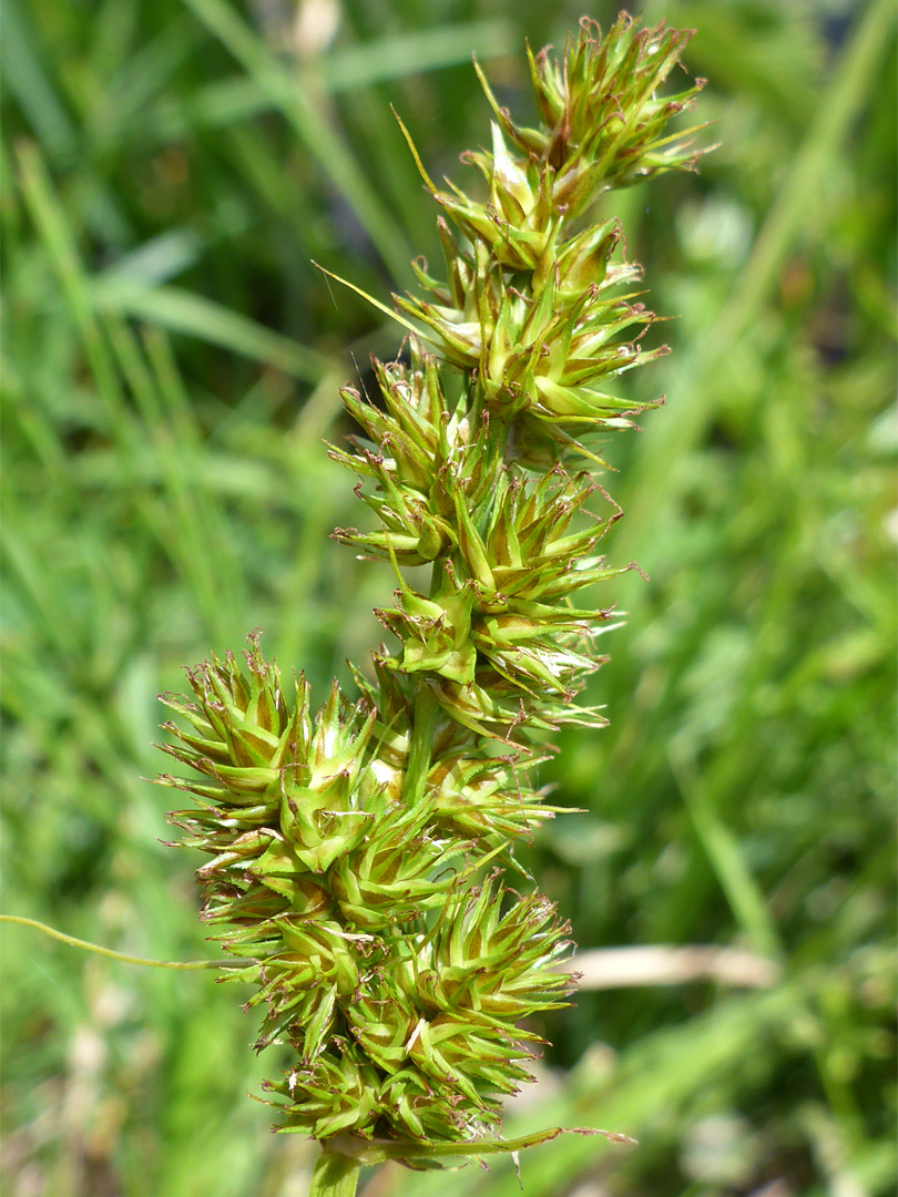 Spiked sedge