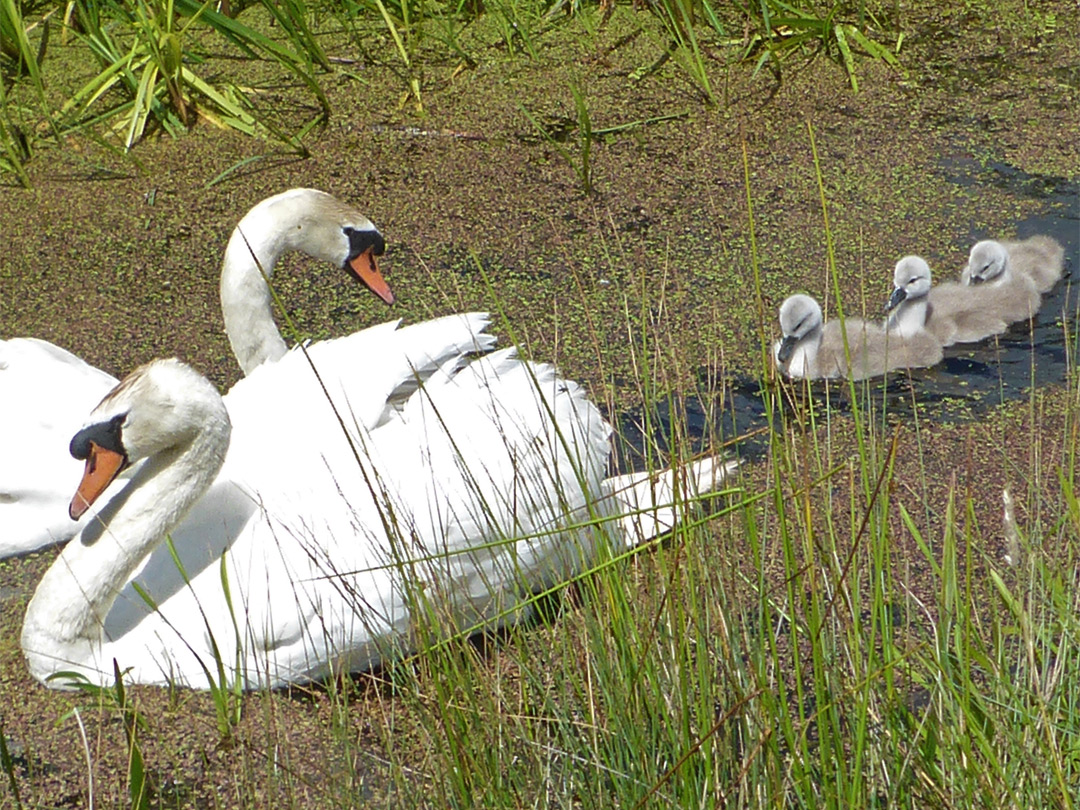 Swans