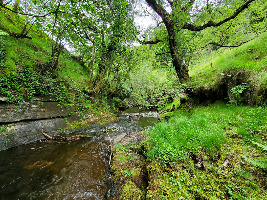 Wooded valley