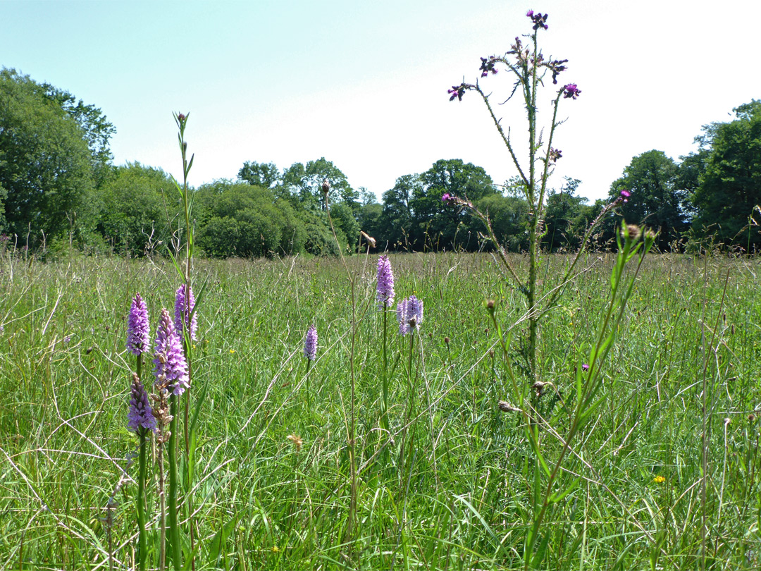 Thistle and orchids