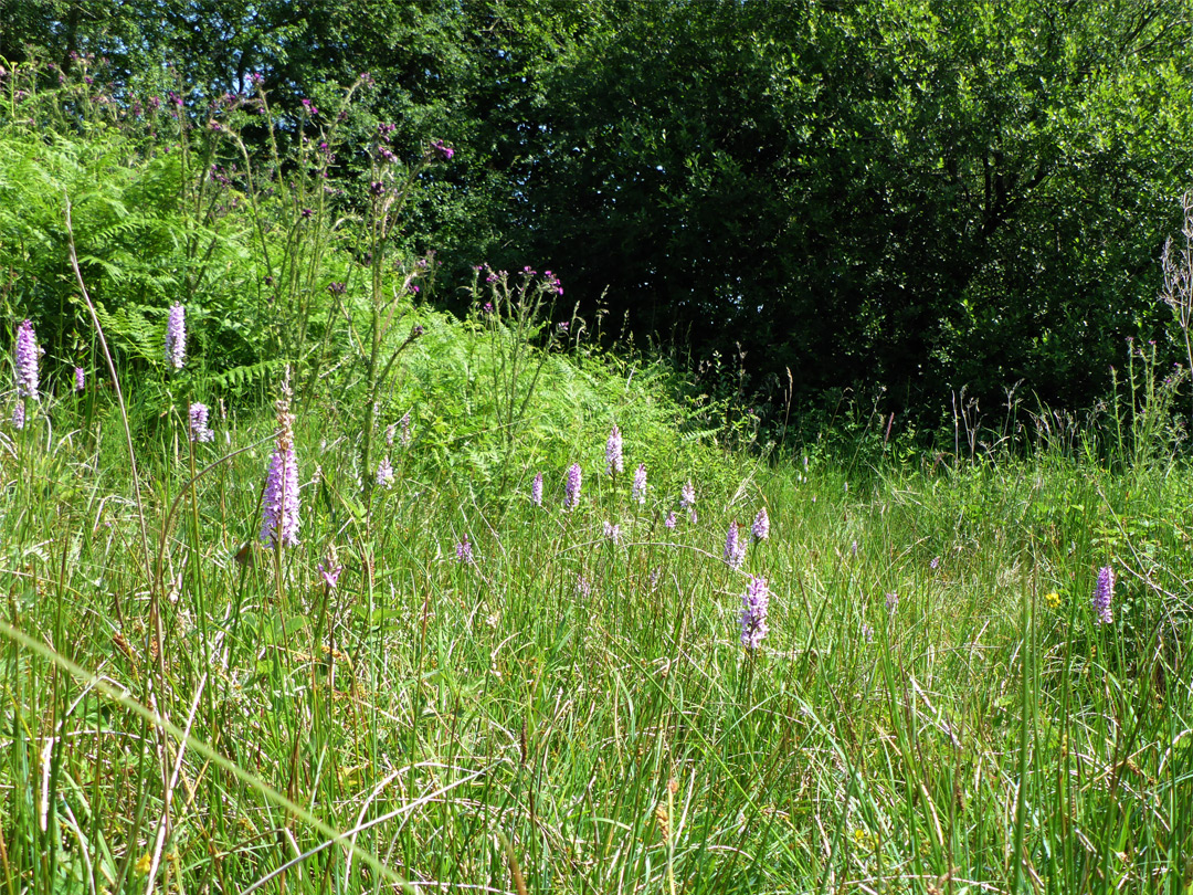 Long grass