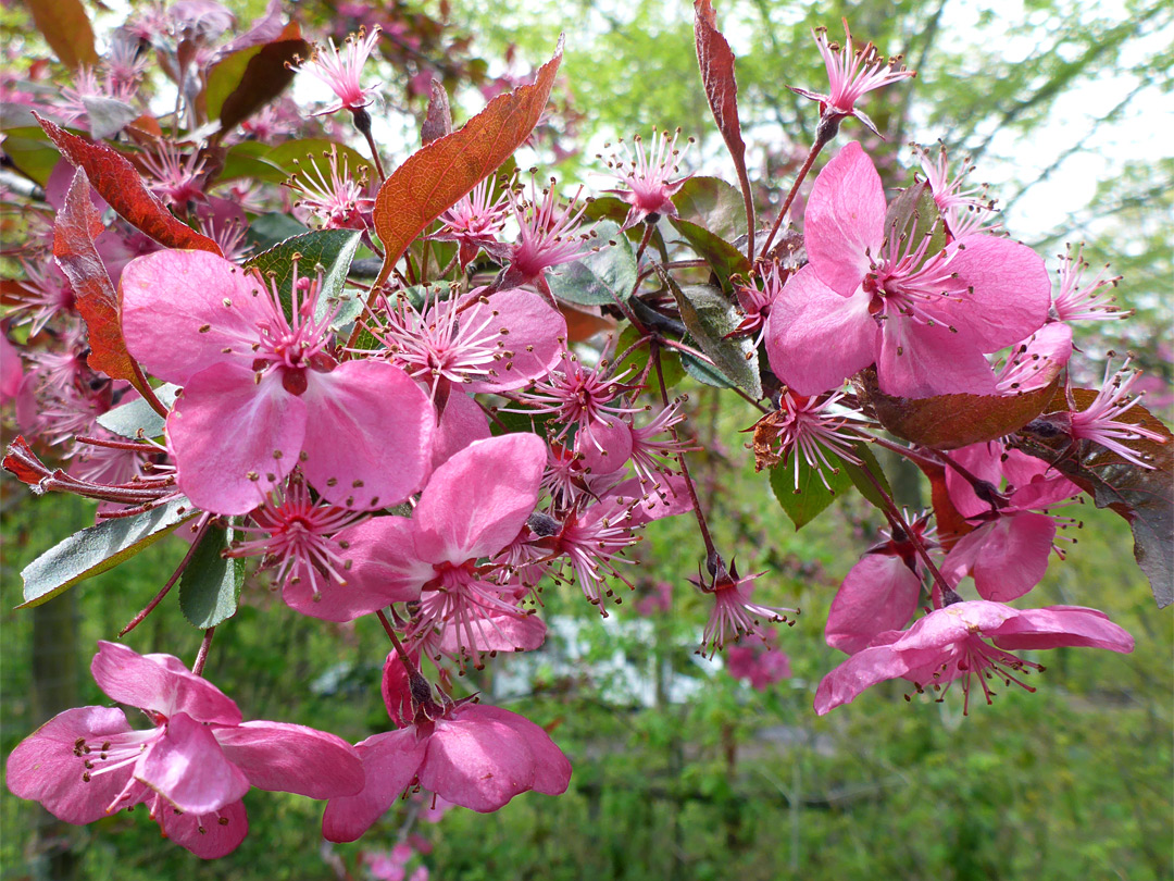 Crabapple flowers