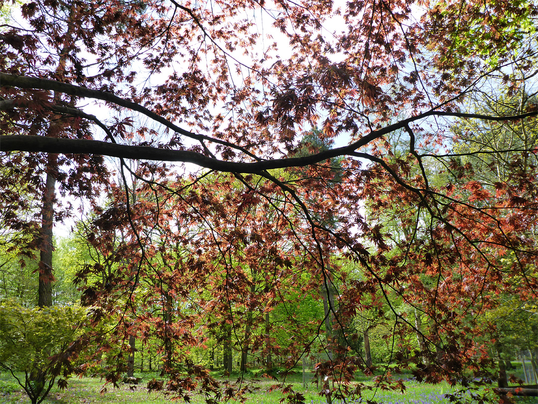 Reddish-brown leaves