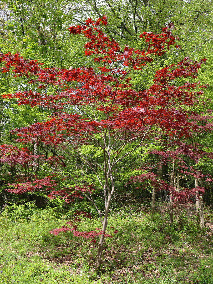 Maple in springtime