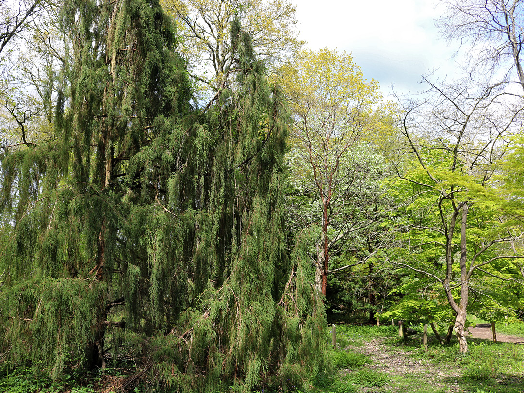 Montezuma cypress