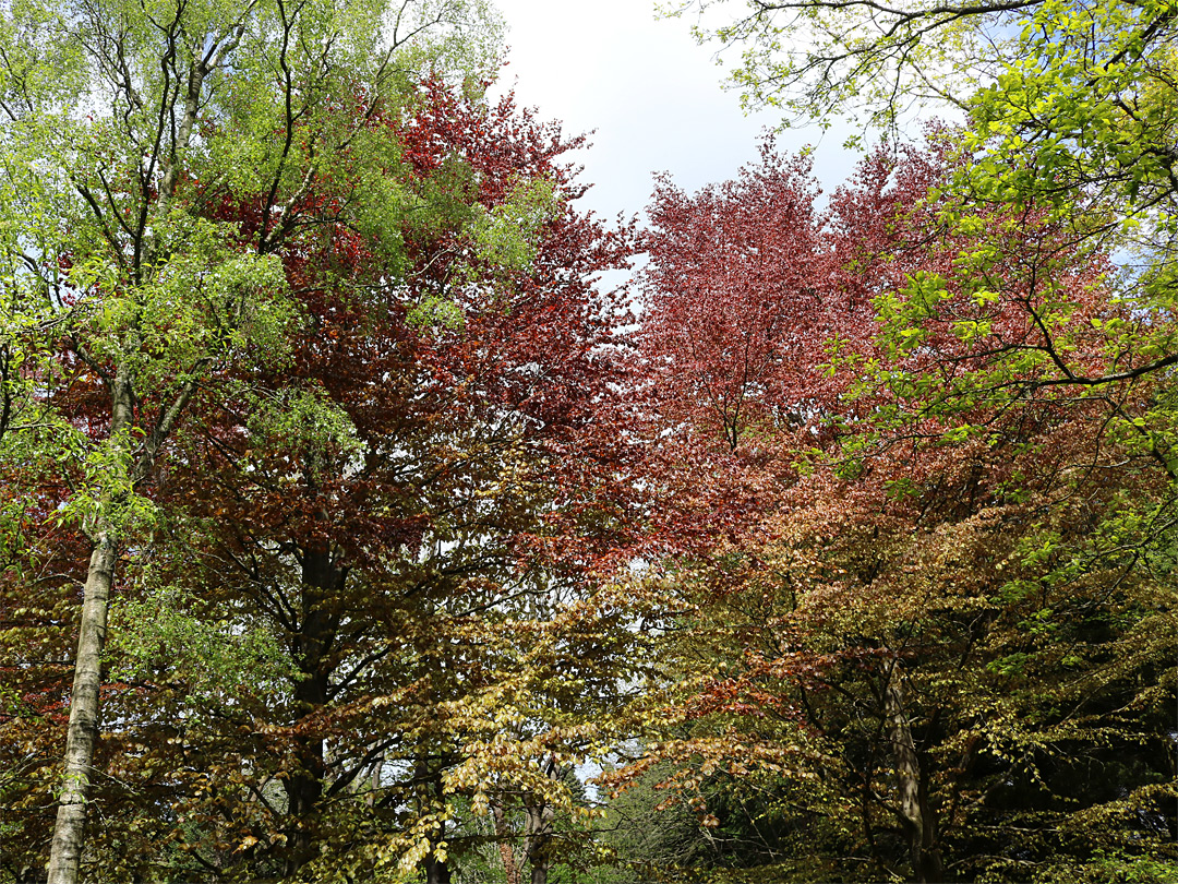 Springtime trees