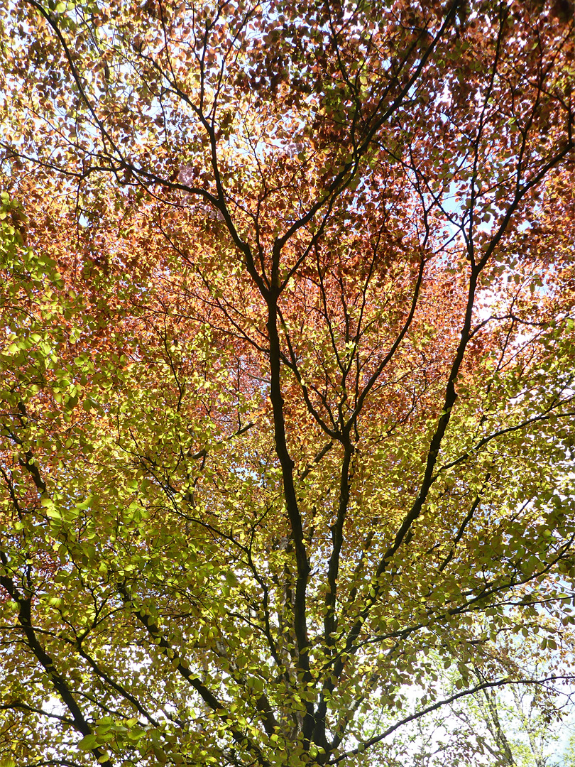 Beech leaves