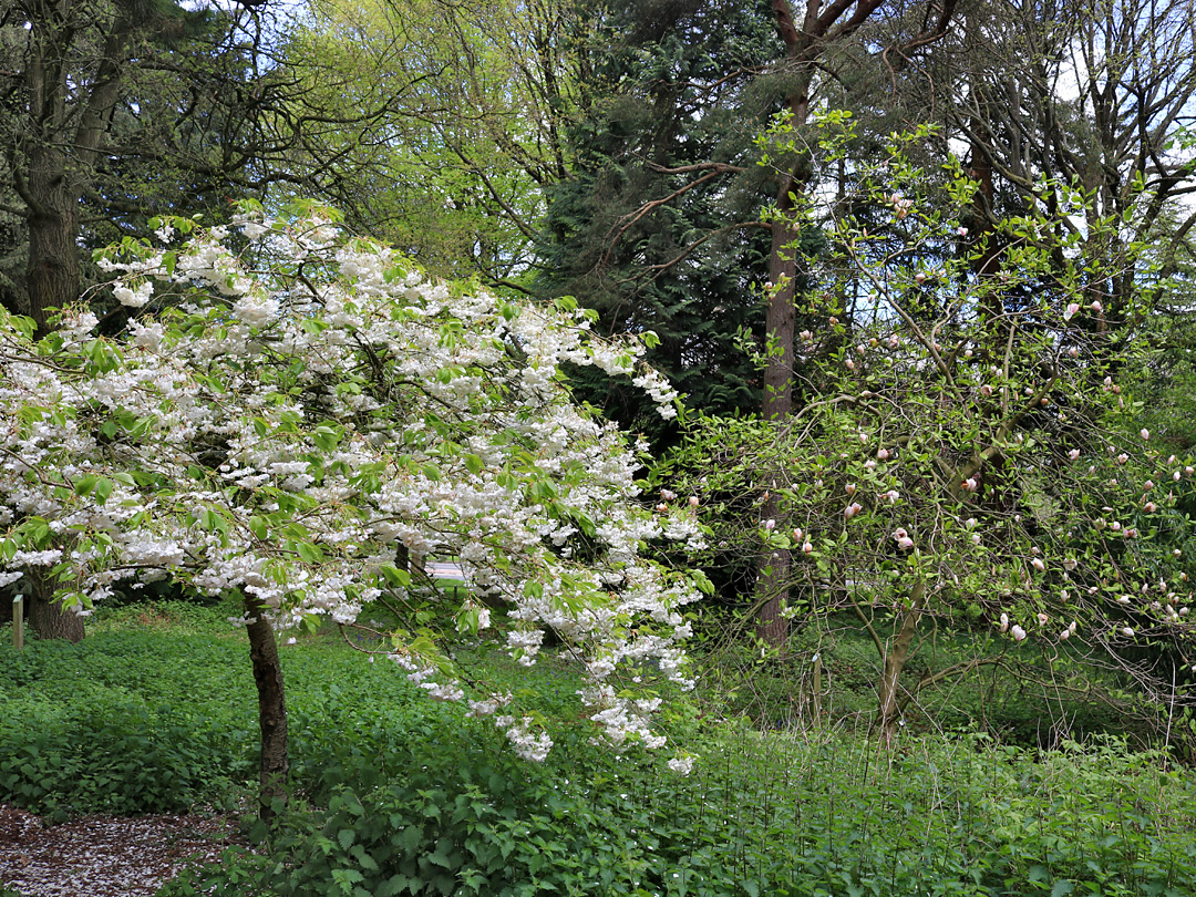 Cherry tree