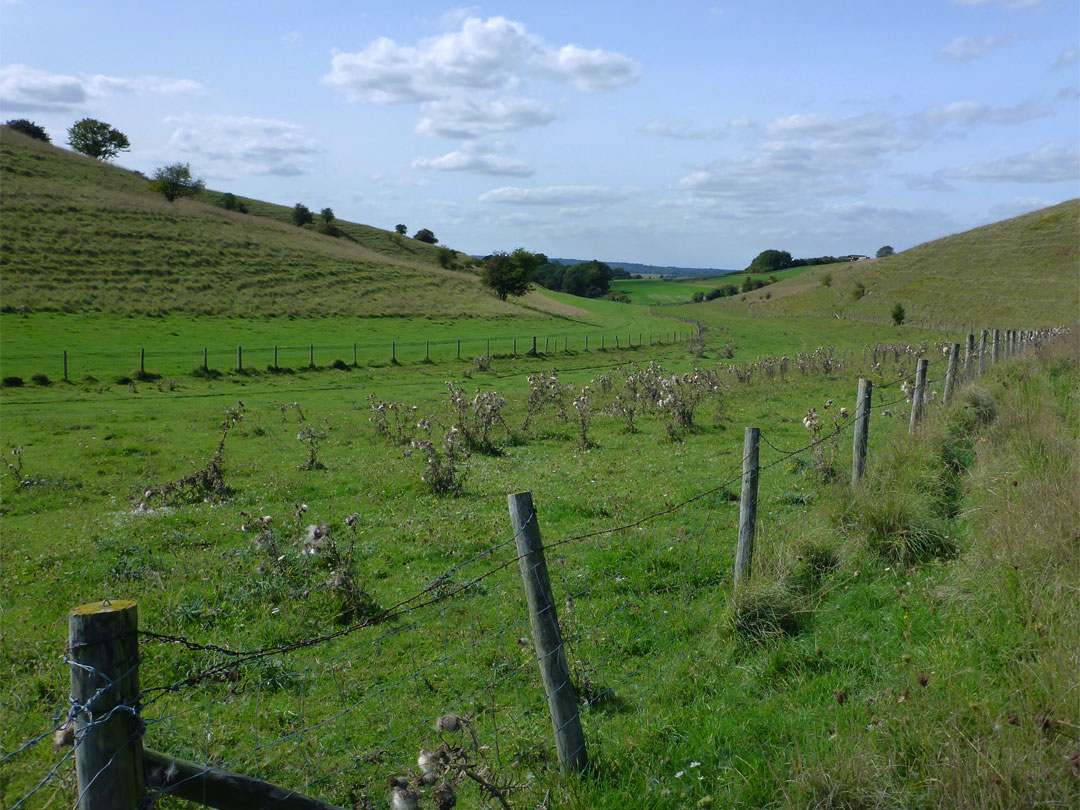 Ranscombe Bottom