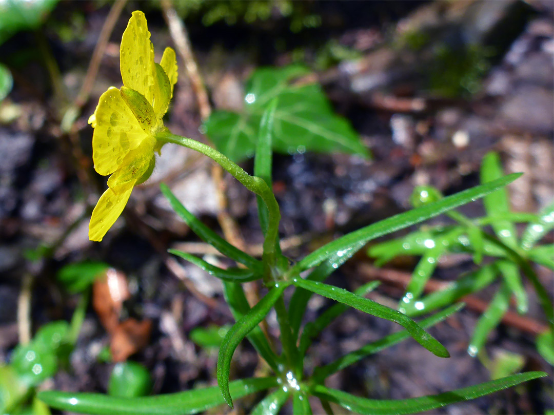 Goldilocks buttercup