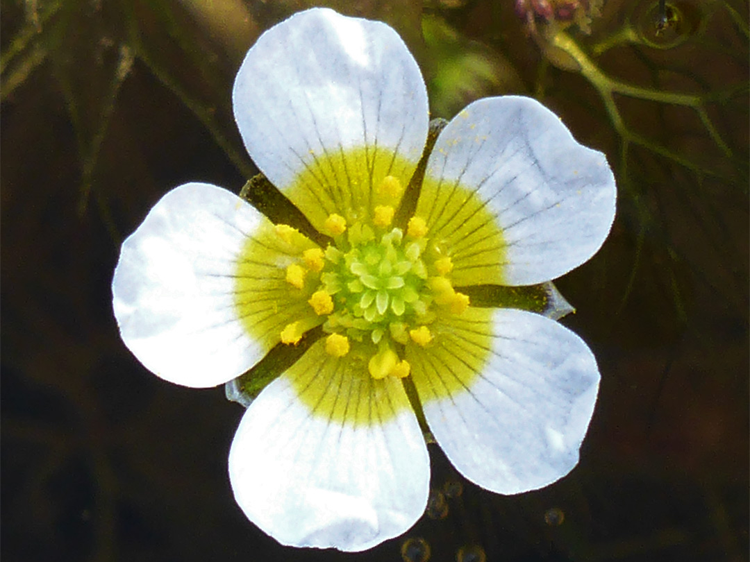 White and yellow petals