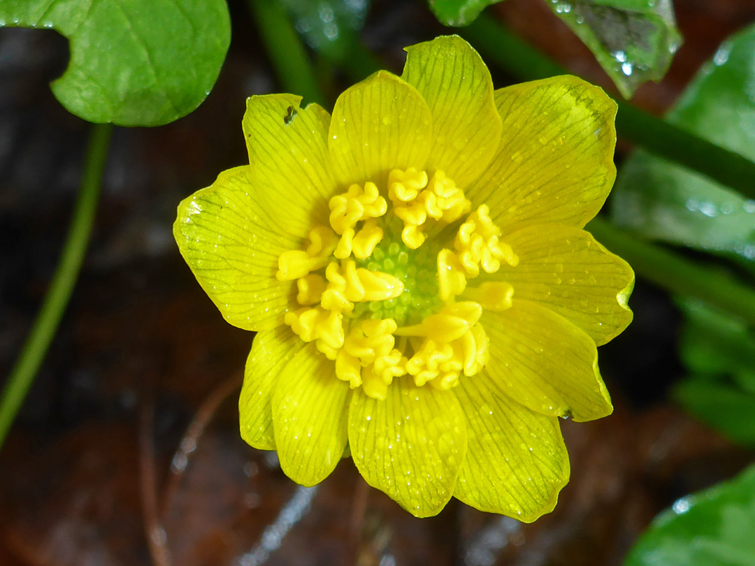 Lesser celandine - immature flower