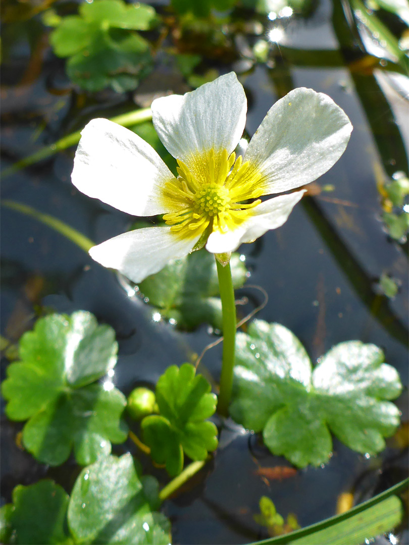 Yellow-centred white flower