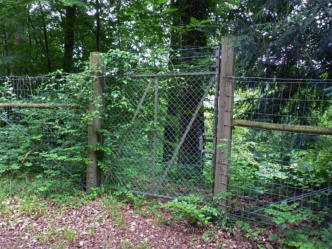 Red helleborine enclosure