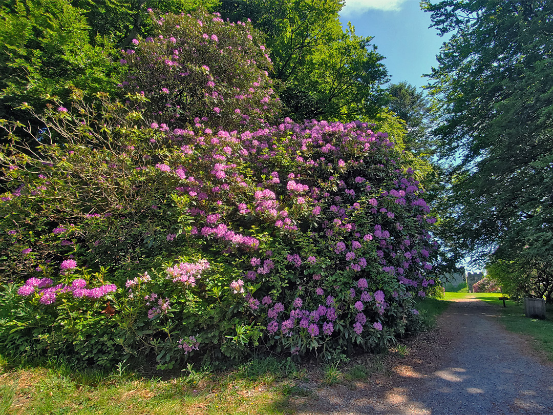 Rhododendron