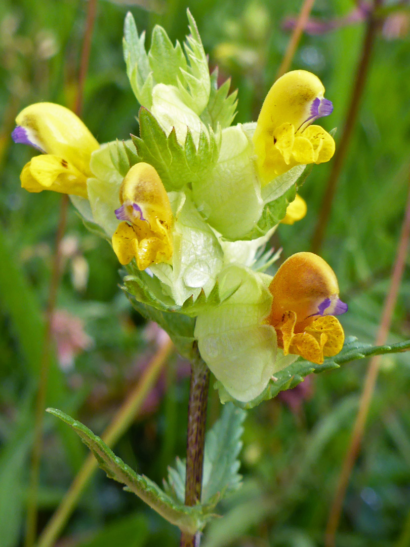 Withering flowers