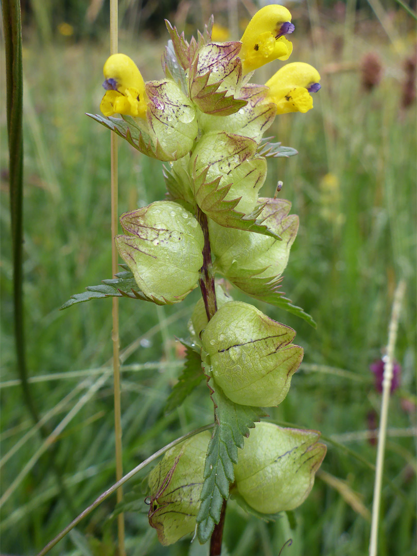 Yellow rattle