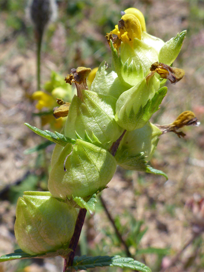 Withered flowers