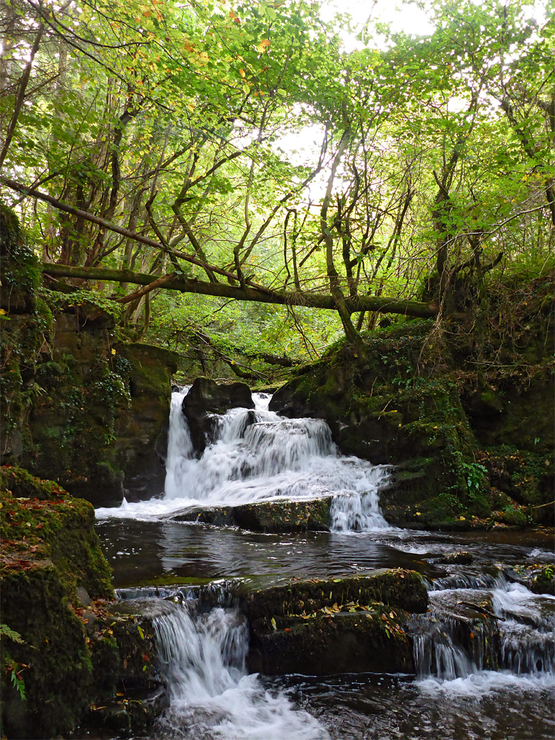 Waterfall and fallen tree