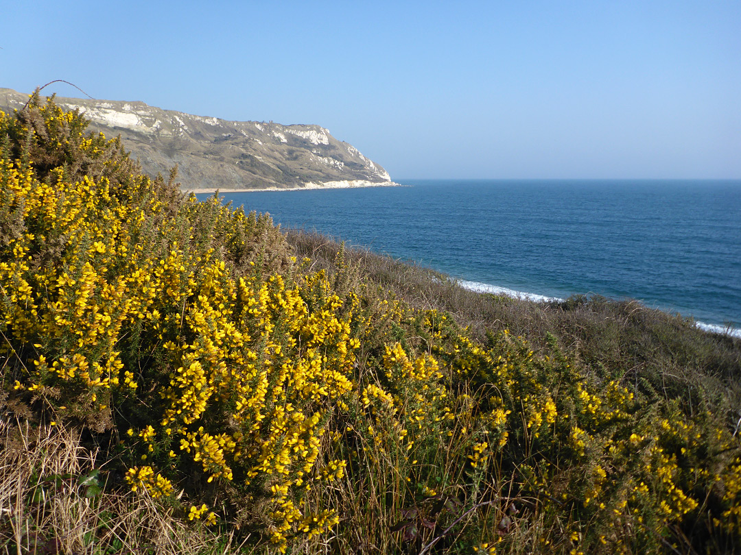 Gorse