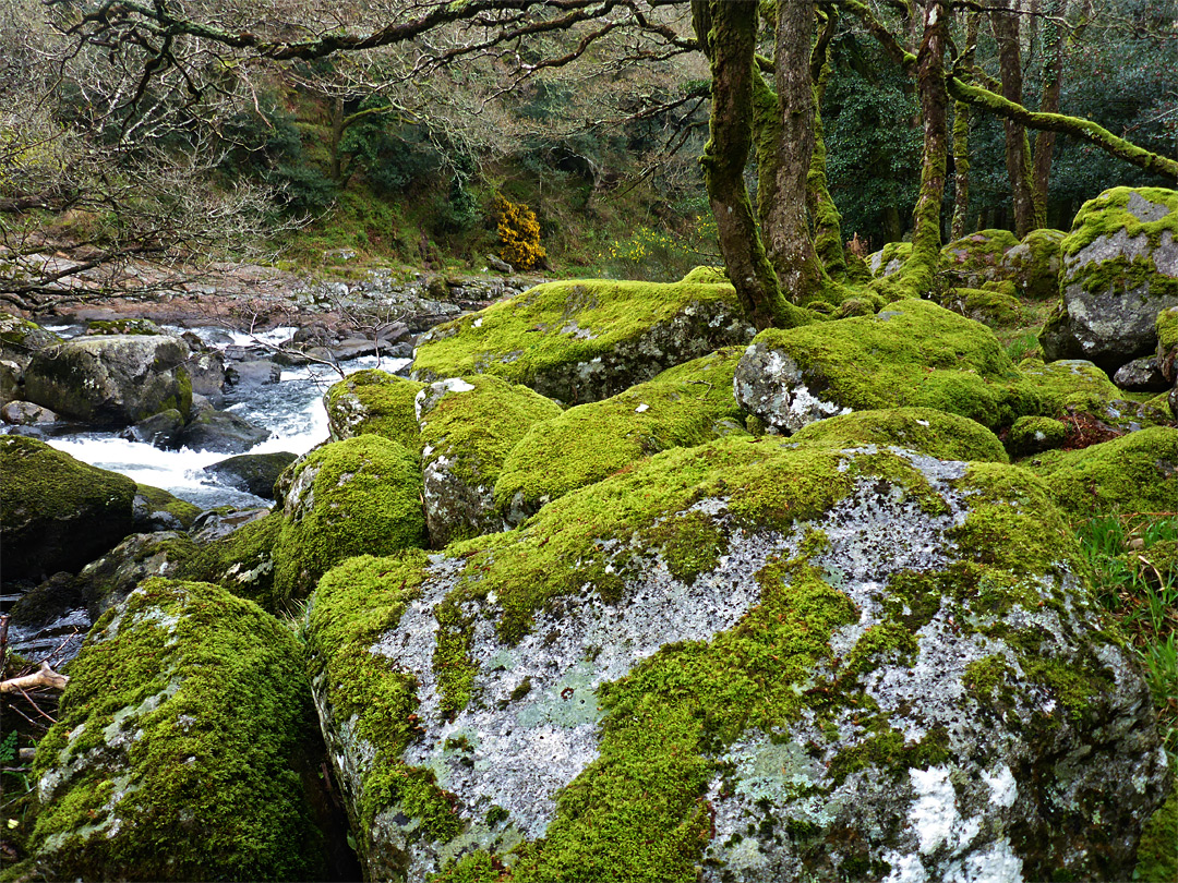 Mossy-covered rocks