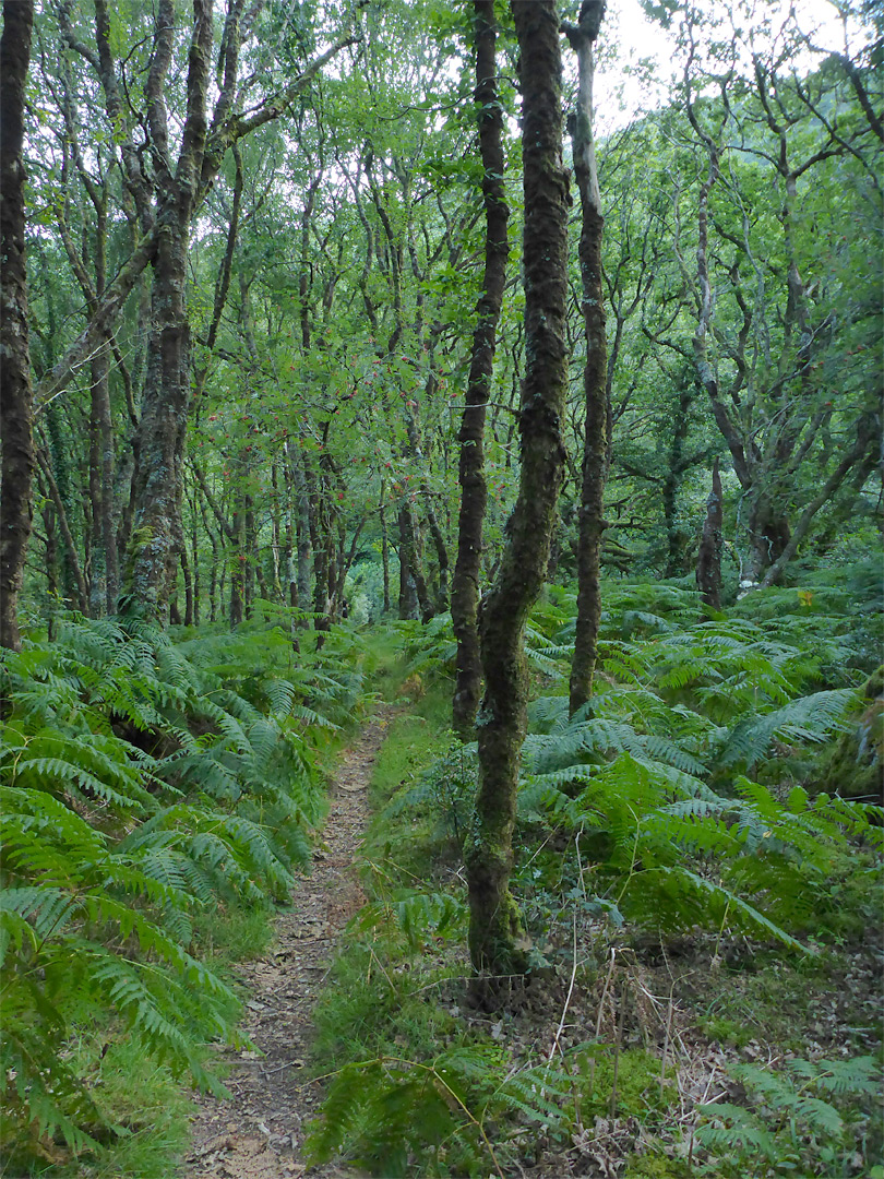 Path through the trees