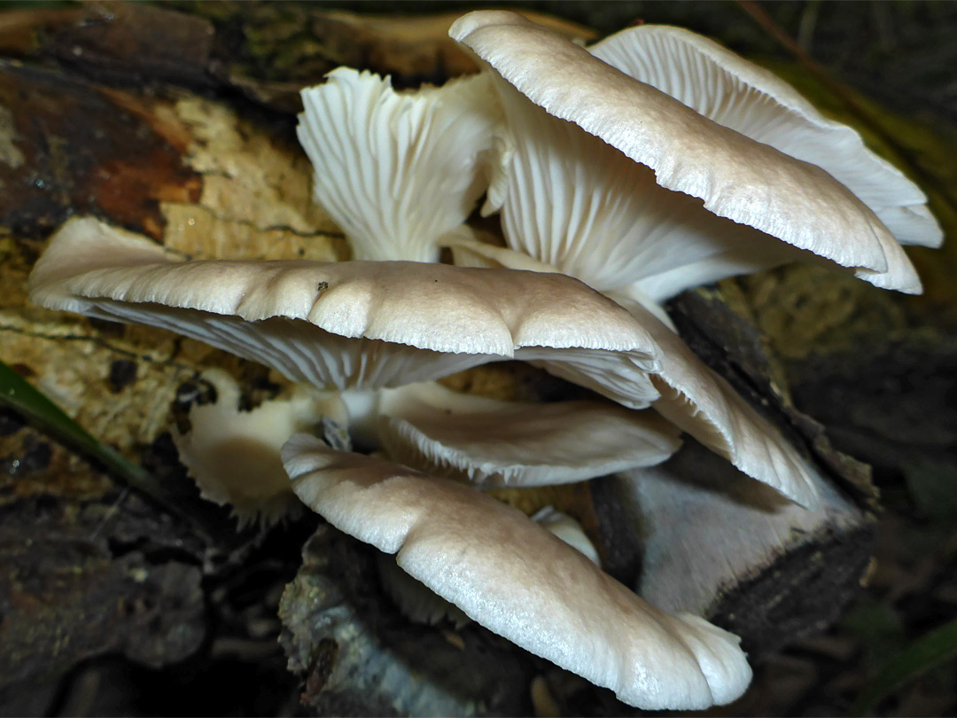 Oyster mushroom