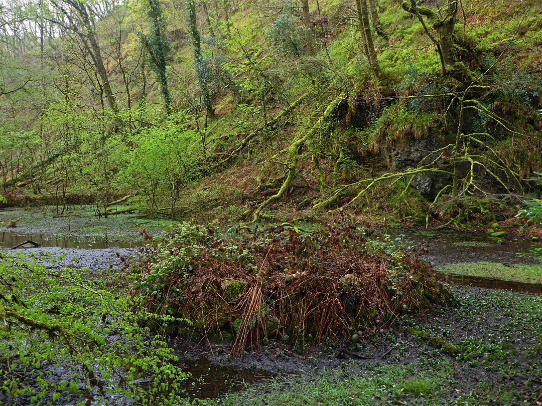 Boggy pool