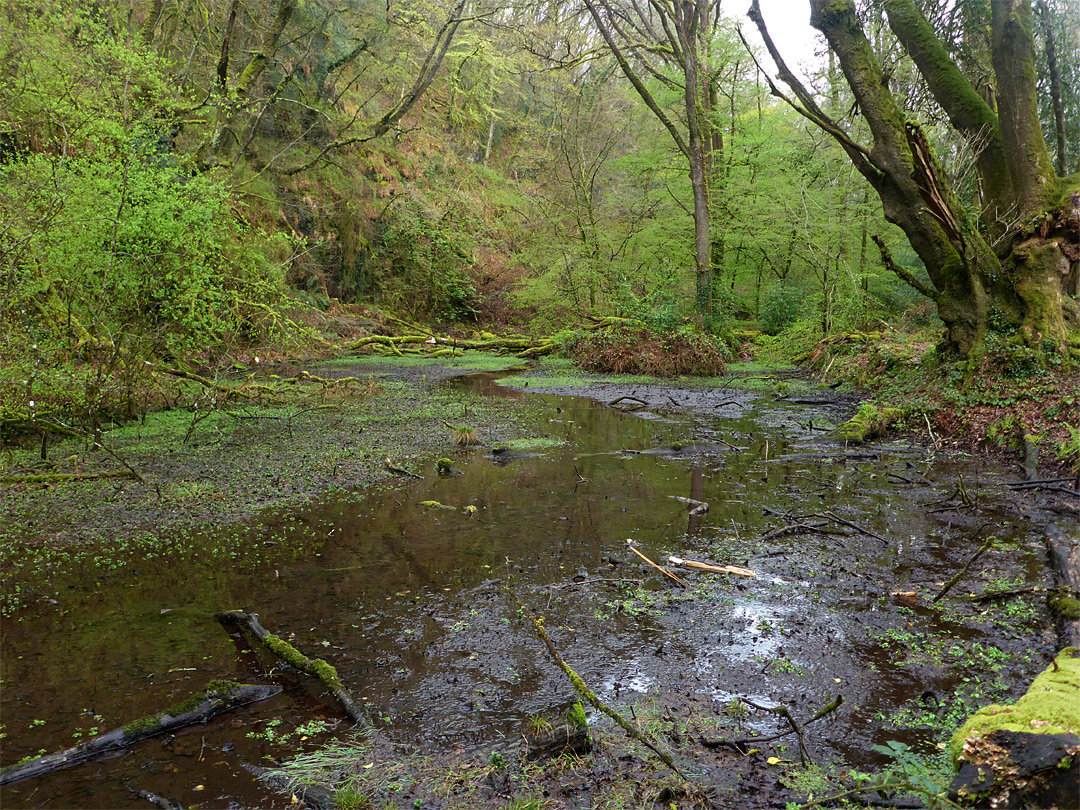 Woodland pool