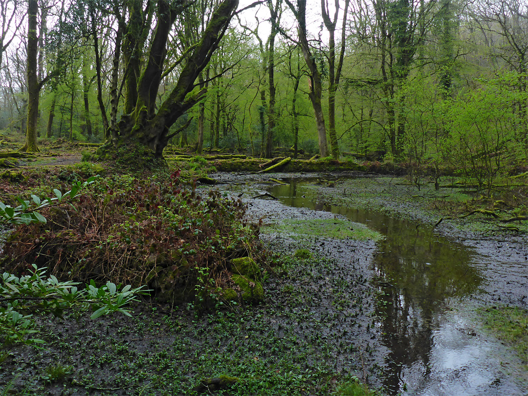 Trees beside a pool