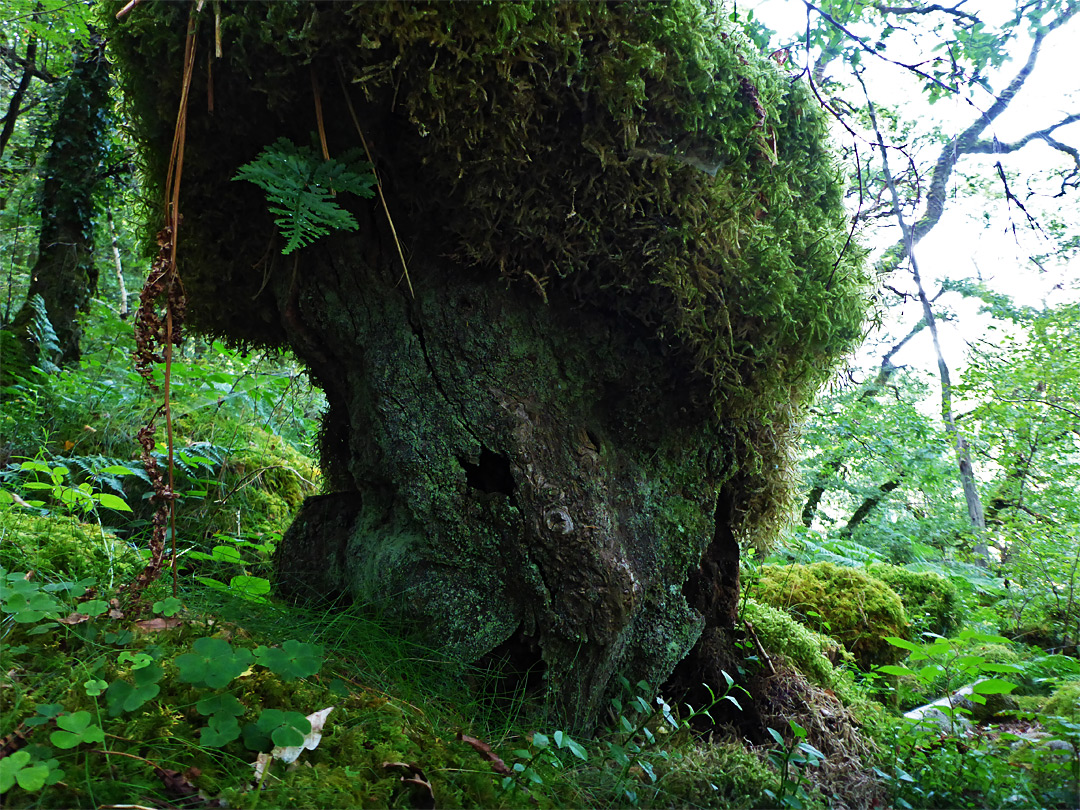 Tree stump