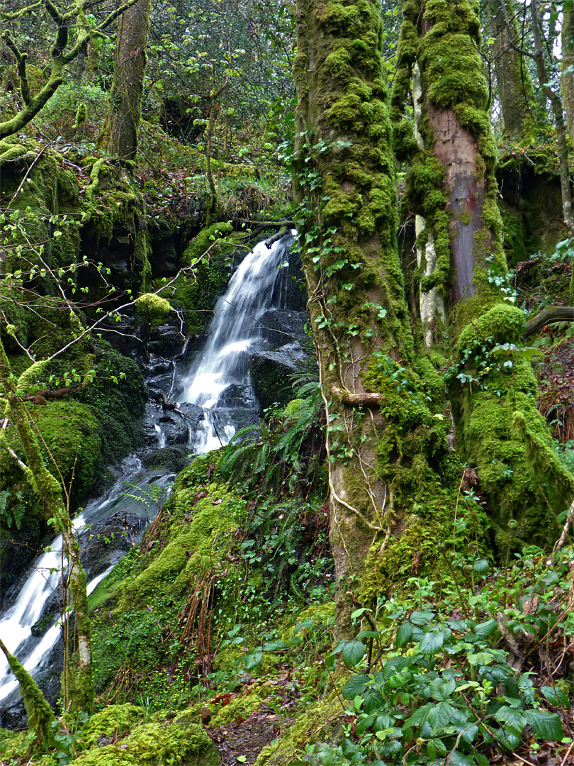 Mossy streamway