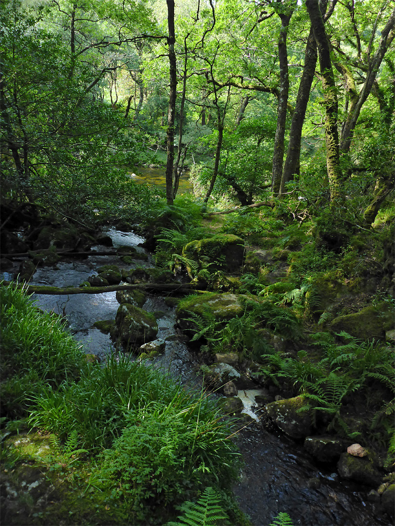 Ferns and trees