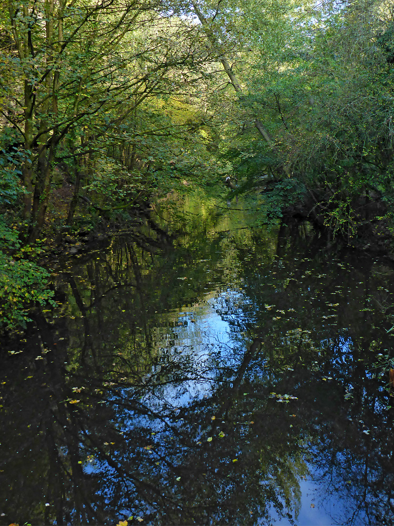 Tree-lined river